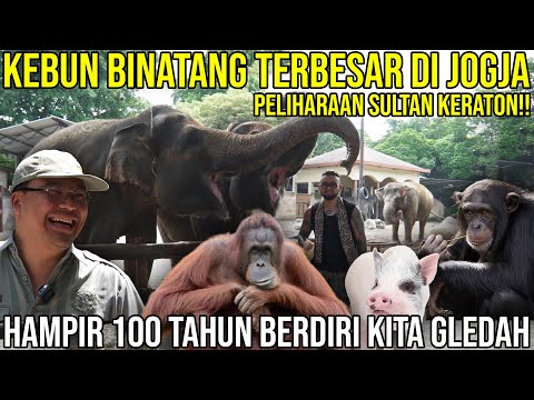 THE LARGEST ZOO IN JOGJA, THE PET OF THE SULTAN OF THE KERATON FOR 100 YEARS WE SEARCH | GEMBIRA ...