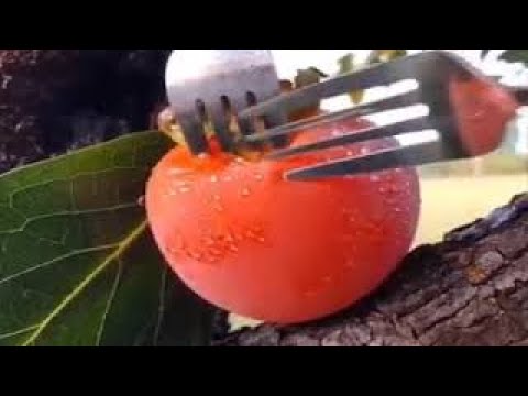 Dried Japanese Persimmons Harvest And Process Excellent Asian Agricultural Fruits ‬