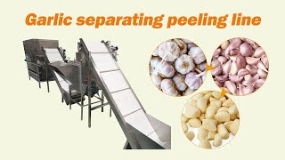 Garlic processing line | garlic clove separator,garlic peeling machine
