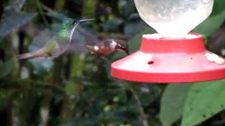 preview picture of video 'Hummingbird diversity and magic'