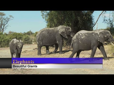 Beautiful Elephants with relaxing piano music
