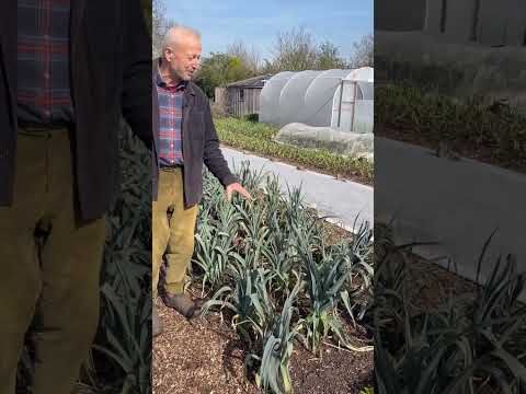 No-Dig Winter Greens: Early Seed Saving for Biodiversity