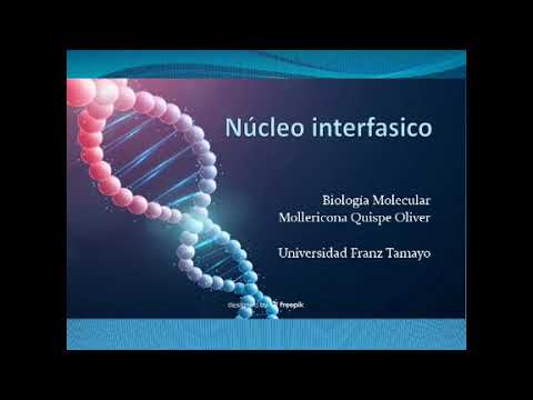 Núcleo Interfásico