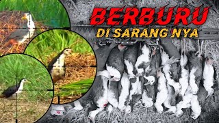 Download lagu BANYAK SEKALI RUAK RUAK NYA MUNGKIN INI DEKAT MARKASNYA RUAK RUAK || BERBURU RUAK RUAK mp3