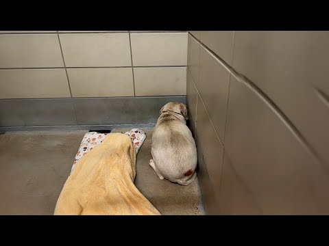 She Was Trembling in the Corner in Her Final Moments… Her Family Didn’t Even Look Back