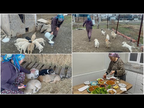 MY LITTLE BABY PUPPY, WHICH I'VE BEEN HIDING FROM YOU FOR 40 DAYS 🥹