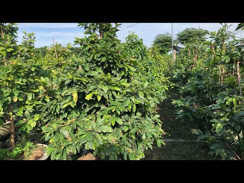 18/10 GL Quý ae mai lùm tàn thông tứ diện đều dòng lá đỏ bộ đế Nôm xù giá 1,5tr lhsdt 032.789.3239