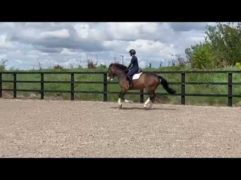 JOJO - LOT 383 GORESBRIDGE - Image 2