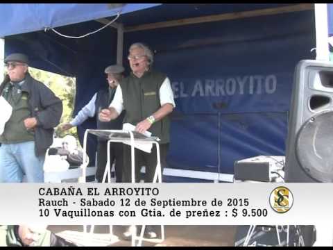 12-09-15 Venta de Vaquillonas Preñadas - Cabaña El Arroyito - Rauch.