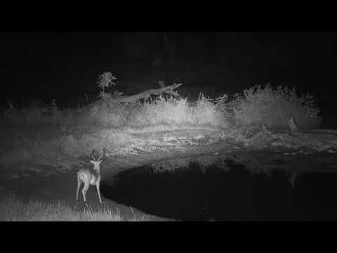 Djuma: Lone Impala ram getting drink at the pan - 05:236 - 04/30/19