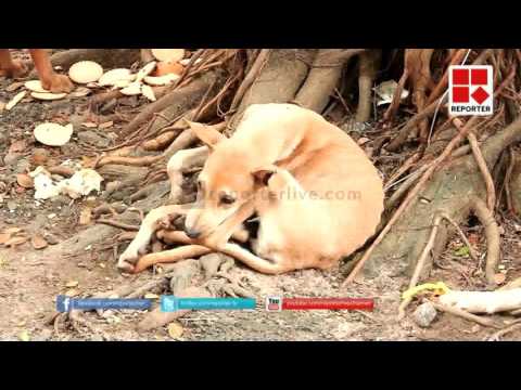 Street dog in Police station