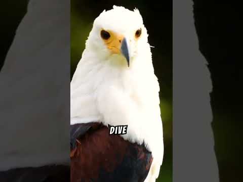 The Ultimate Eagle Facts: Uncover the Secrets of This Majestic Bird!