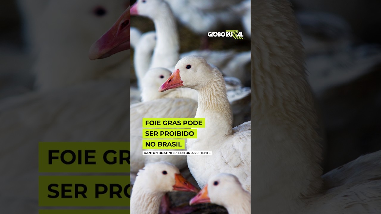Foie gras pode ser proibido no Brasil