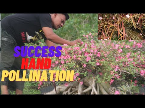 , title : 'Success Hand Pollination Adenium / Cara Mengawinkan Adenium'