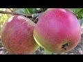 How to Plant a Fruit Tree - Essential Steps