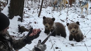 Wolves attack two lonely bear cubs, and then the unthinkable happens! Story
