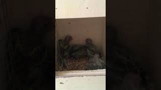 3-2-2021 Eastern rosella: The babies today