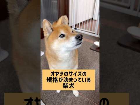 これやからパパは。 #柴犬