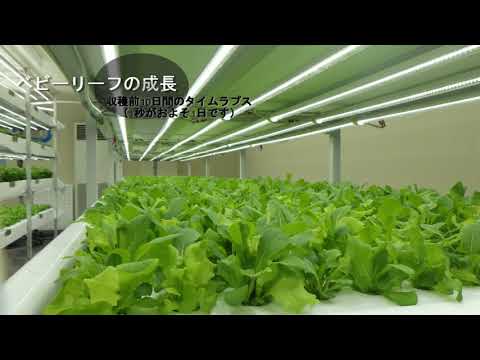 地域資源開発学科 PUH植物工場よりPlant Factory PV#1