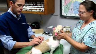 preview picture of video 'Vid #3 Dr. Carley at Hunters Glen Veterinary Hospital in Tulsa performs Acupuncture Therapy'