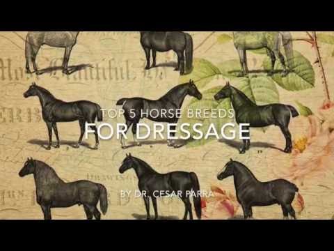 Top 5 Horse Breeds for Dressage by Dr. Cesar Parra