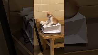 #cat #philippines #フィリピン #ねこ