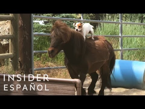 Cómo esta perrita aprendió a cabalgar | Insider Español