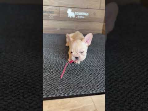 Video 1