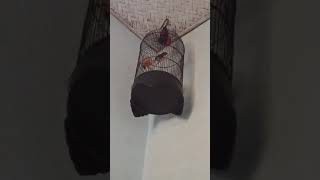 Download lagu suara pikat burung trucukan paling gacor ampuh cocok buat pikat dan isian mp3