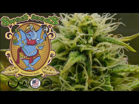 Jet Fuel Mandarine XL Auto | Week 8 | Sweet Seeds (Autoflower)