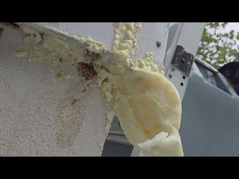 Spray Foam Doesn't Stop Yellow Jackets in Iselin, NJ