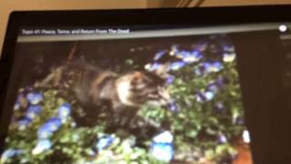 Topic 41 Peace, Terror, and Resurrection