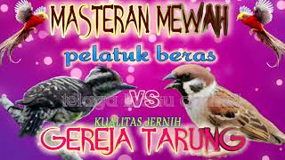 Download lagu MASTERAN GEREJA TARUNG VS PELATUK BERAS MASTERAN W... mp3