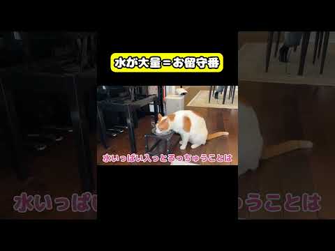 お留守番フラグがたってます　#猫 #おもしろ #アテレコ #ニャンチューバーつくし