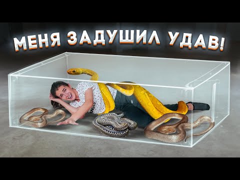 24 ЧАСА СО ЗМЕЯМИ ЧЕЛЛЕНДЖ!! Самое опасное видео..!