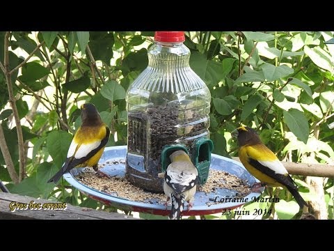 comment construire une mangeoire pour oiseaux