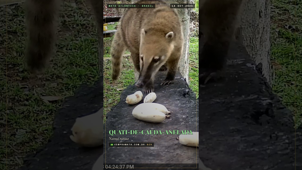 Video of a coati at the feeding station, Sítio Canaã