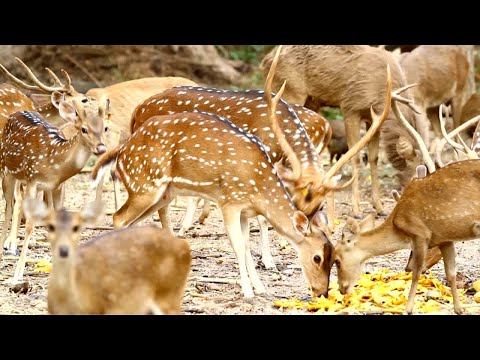 Beautiful Herd of Spotted Deer #deer #deerlover