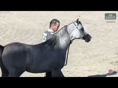 N 141 JOHARA AL MOLOUK   Al Maha Arabian Horse Show 2024   Fillies 2 Years Old Class 5A