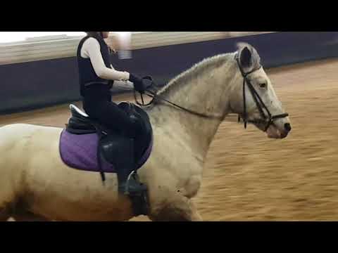 Mariah en Spooky doen proef 17 dec Mangege de Ruif