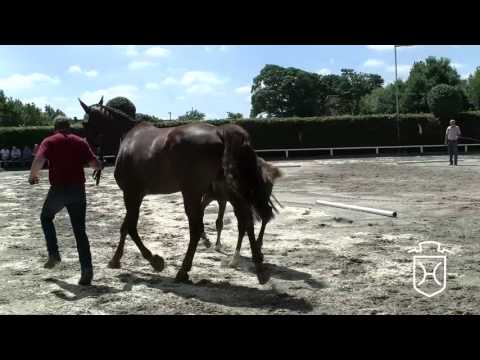 NF195 Stutfohlen von Casall - Clarimo - Corrado I