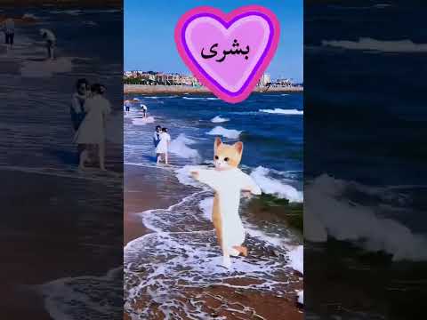 الاكتر طلبا......بشرى#بشري #طلب_تصميم #funny #ترند #new #shorts #short #cat