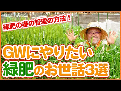 緑肥としてのマスタード 2023