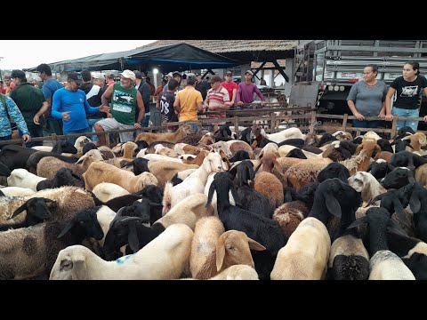 Feira de Animais em Surubim Pernambuco pessoal. 24/04/2026