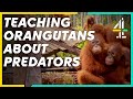 Orangutans Learn The Dangers Of Predators | Orangutan Jungle School