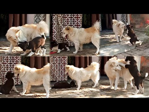 Dog playing with puppy🐶🐕😍 #relaxing #music #dog #dogs #dogshorts #love #viral #viralvideo 