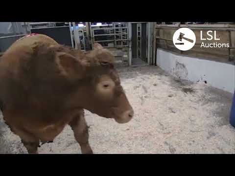 LSL Auctions - 1st Prize Winner at Headford Mart, Galway - Lot 5H. Sold for 2300 - LSLAuctions.com