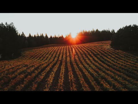 Starting a Vineyard from the Ground Up | How a Couples Dream Became a Reality