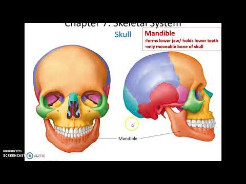 Human Anatomy & Physiology: Chapter 7 Part 2 Skeletal System