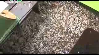 Ký ức miền tây Kỳ 137 - Mùa cá linh